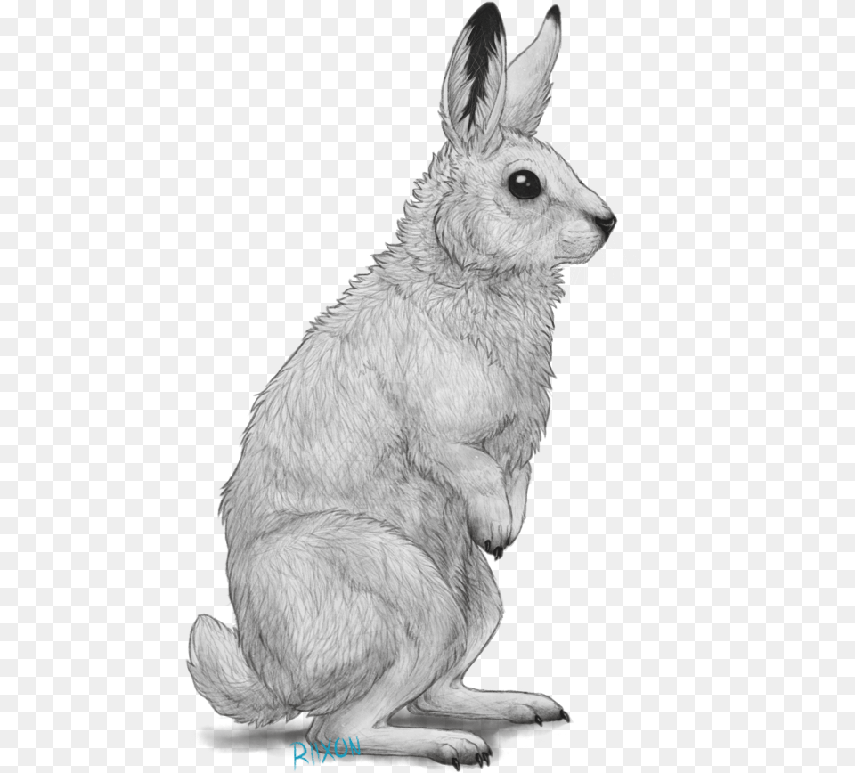 Arctic Hare By Riixon Arctic Hare Cartoon, Art, Animal, Bird, Mammal Png Image