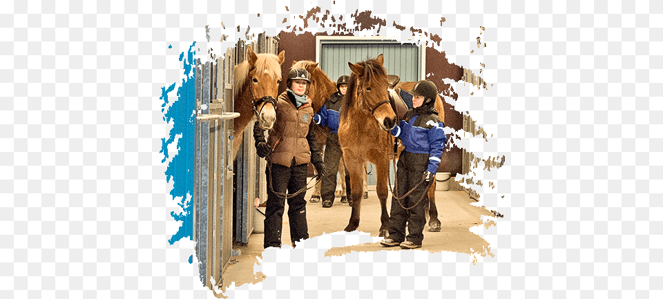 Arctic Horse Center Snow, Person, Boy, Child, Male Png Image