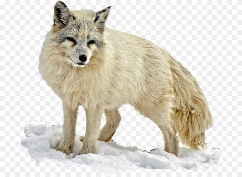 Arctic Snow Fox Arctic Fox Transparent Background, Animal, Canine, Dog, Mammal Png Image