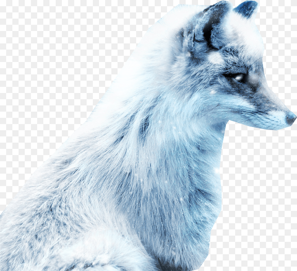 Arctic Snow Fox Snow Fox, Animal, Mammal, Wildlife, Canine Png