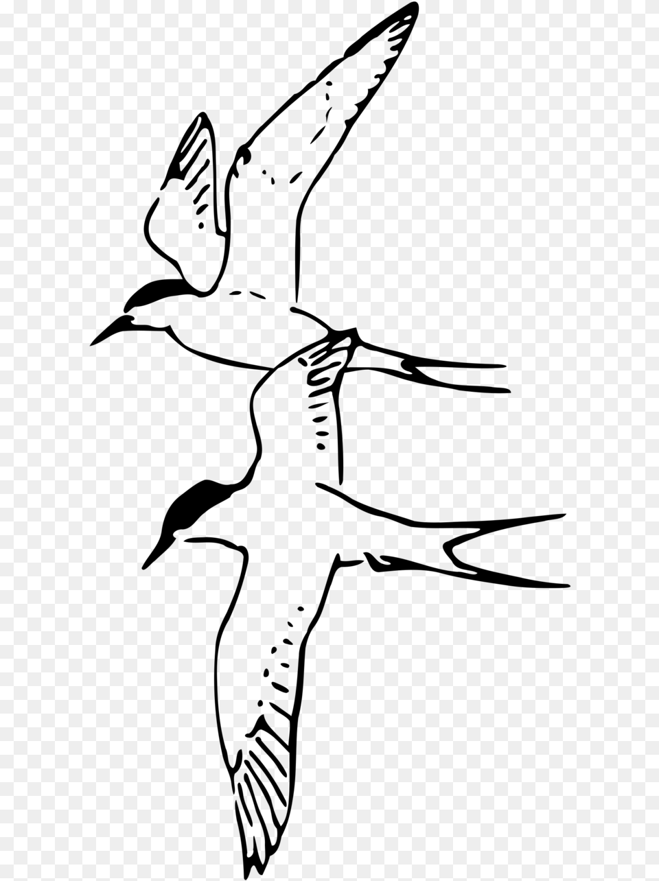 Arctic Tern Black And White, Gray Free Transparent Png