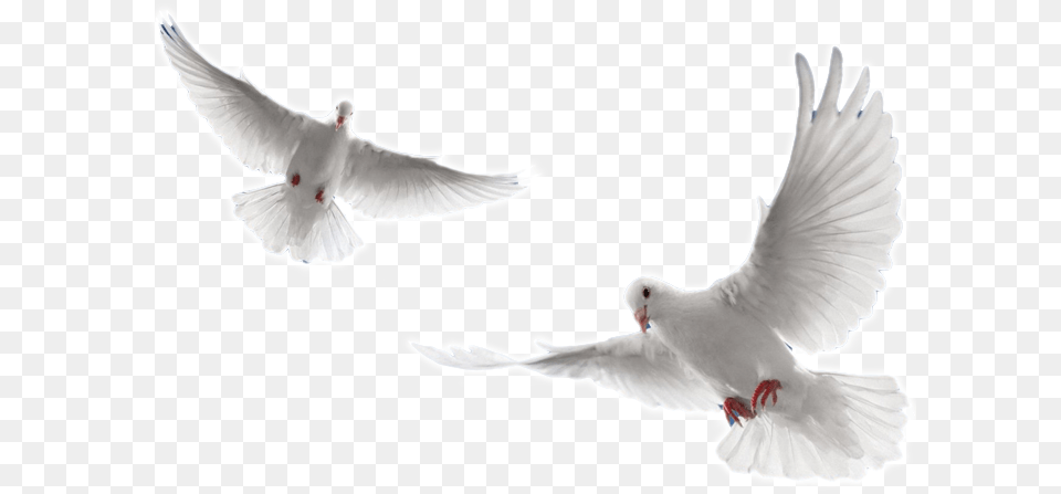 Arctic Tern Dove Flying, Animal, Bird, Pigeon Free Png Download