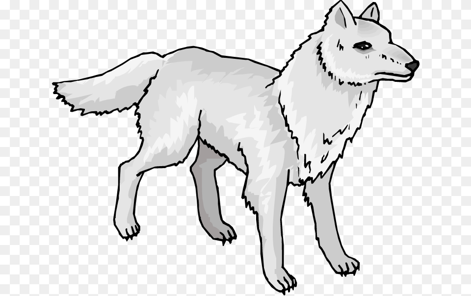 Arctic Wolf Clipart, Animal, Canine, Dog, Mammal Png