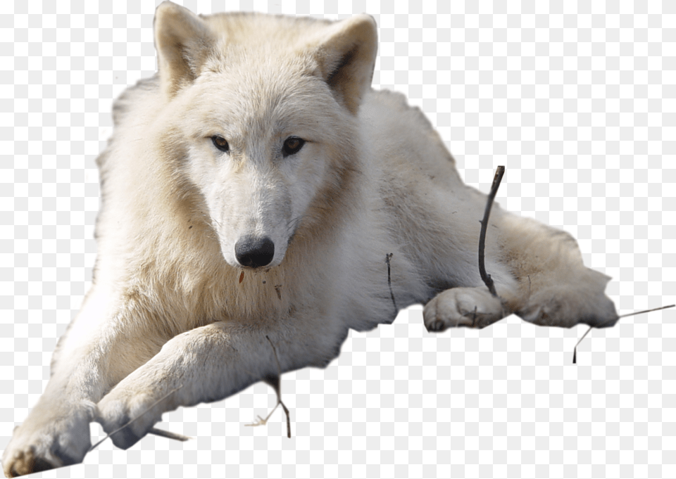 Arctic Wolf Clipart Arctic Wolf Background, Animal, Canine, Dog, Mammal Free Png Download