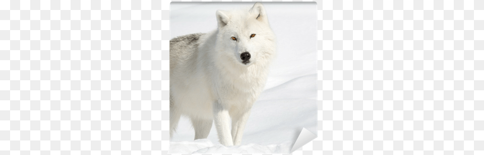 Arctic Wolf In The Snow Looking At The Camera Wall Tableau Polar Loup Cm Creation, Animal, Canine, Dog, Mammal Png