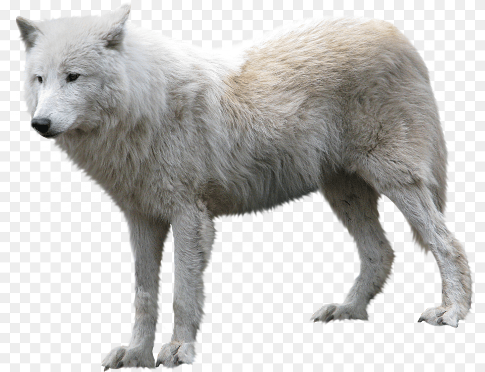 Arctic Wolf Animal, Canine, Dog, Mammal Free Transparent Png