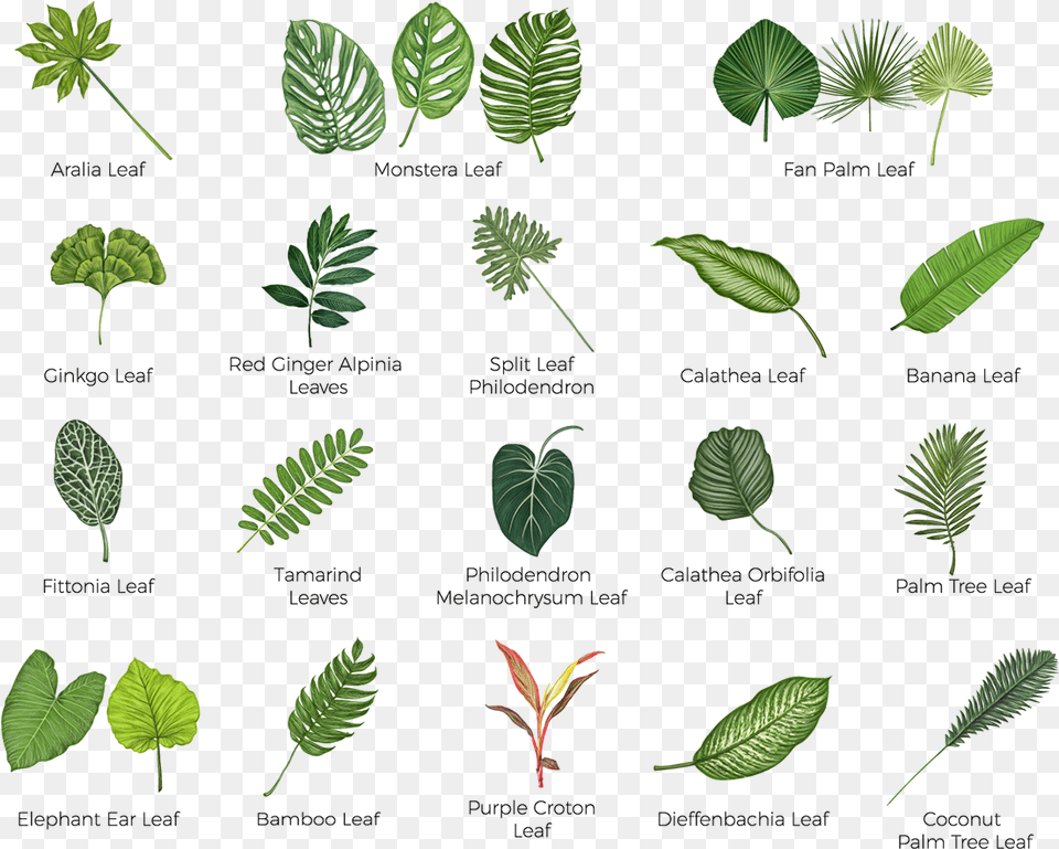 Arctostaphylos, Vegetation, Plant, Leaf, Green Png Image