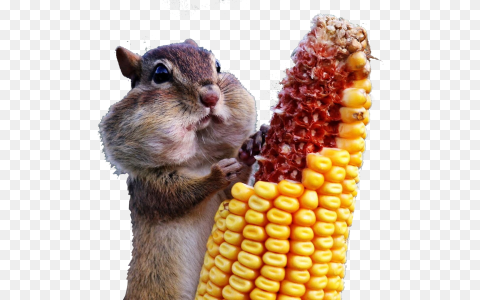 Ardilla Comiendo Maiz Full Hd 4k Animales, Animal, Mammal, Rat, Rodent Free Png