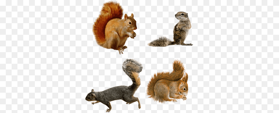 Ardillas Animals Full Hd, Animal, Mammal, Rodent, Squirrel Free Png