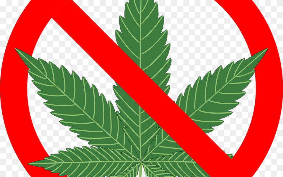 Are Cannabis Laws Paternalistic Reasons Not To Smoke Marijuana The Complete, Leaf, Plant, Weed, Animal Free Transparent Png