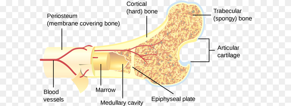 Are Denosumab Injections An Effective Treatment For Cross Section Of A Bone, Ct Scan, Smoke Pipe Free Transparent Png