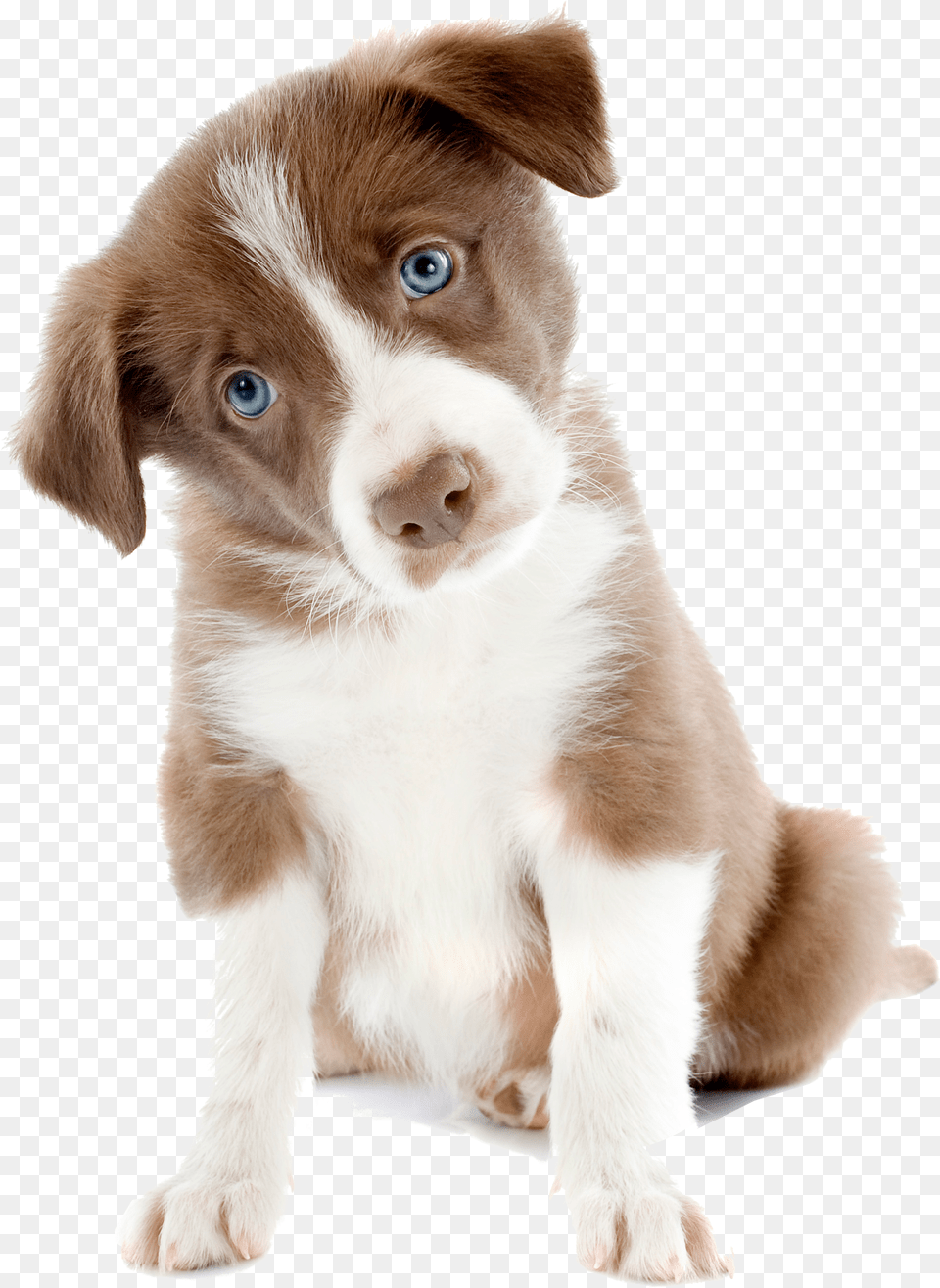 Are Experiments On Dogs Reliable For Medical Research Cute Dog Free Png