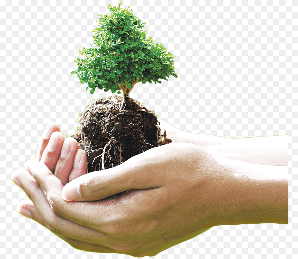 Are Located So You Can See How Your Contribution Is Tree In Hand, Body Part, Soil, Potted Plant, Plant Png Image