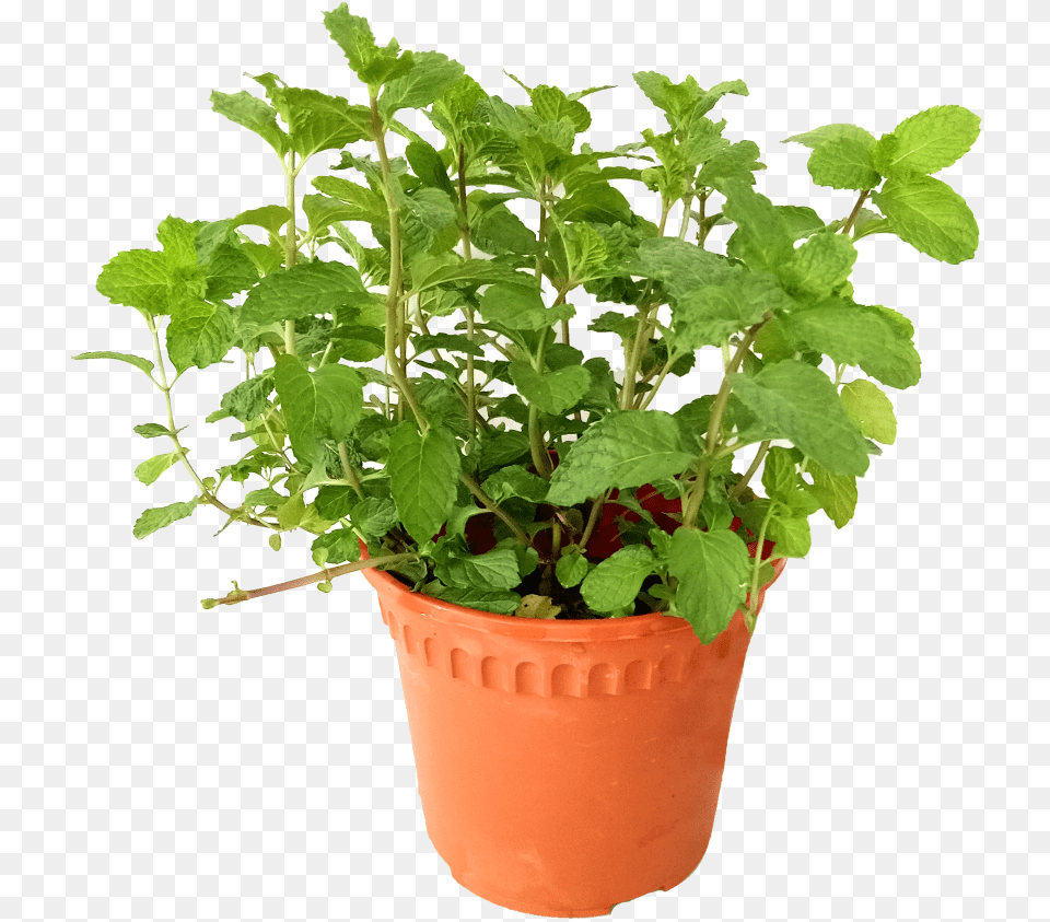 Are Mint Leaves Edible Flowerpot, Herbs, Plant, Leaf Png Image