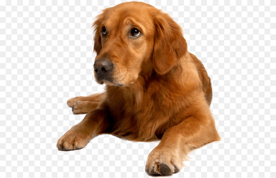 Are Proud To Have Three Amazing Groomers Who Work Monday Shar Pei Golden Retriever Mix, Animal, Canine, Dog, Golden Retriever Free Png Download
