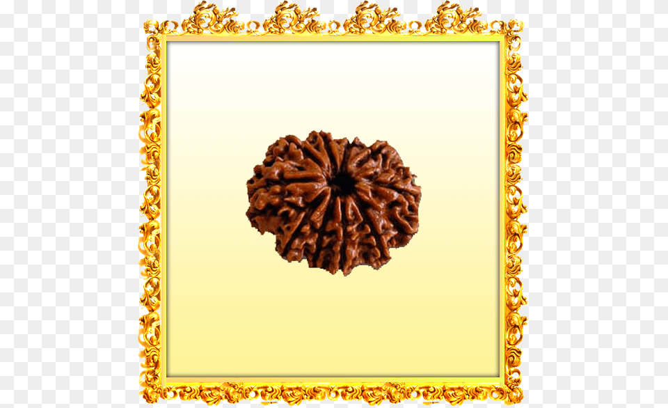 Are There Any Definitive Tests 10 Mukhi Nepal Rudraksha, Plant, Tree, Food, Sweets Free Transparent Png