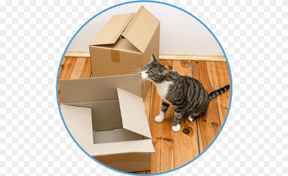 Are You Entering A Temporary Living Situation Where Tabby Cat, Box, Hardwood, Wood, Animal Png Image