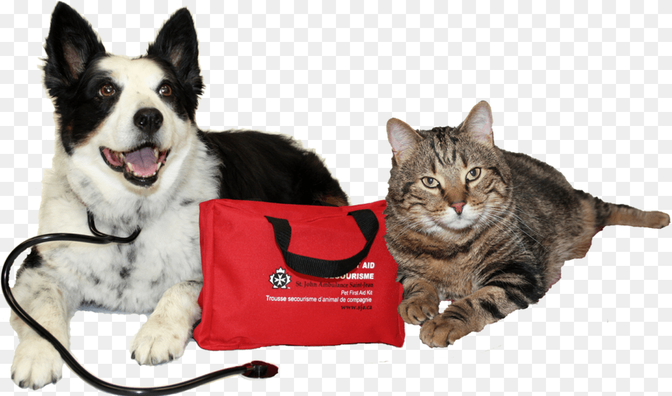 Are You Prepared For A Pet Emergency Pet First Aid, Accessories, Bag, Handbag, Mammal Png Image