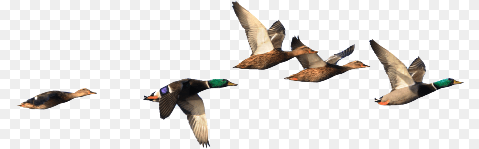 Are You Ready To See What We Can Do For Your Business Duck In Flight, Animal, Bird, Flying, Mallard Png