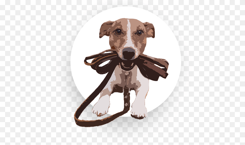Are You Struggling To Find Pet Sitters And Dog Walkers Dog Going For Walk, Accessories, Strap, Animal, Canine Free Png