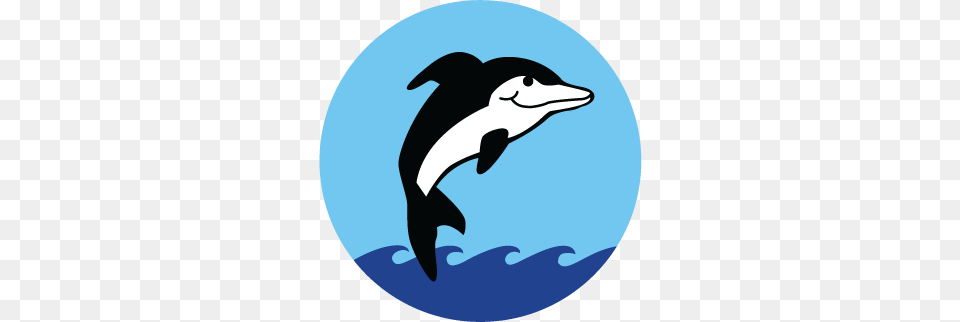 Area Activities, Animal, Dolphin, Mammal, Sea Life Free Png