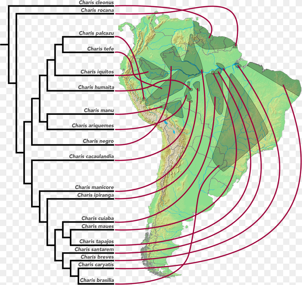 Area Cladogram Of Charis Butterflies, Chart, Plot, Person, Map Png