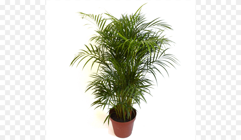 Areca Bamboo 30cm House, Palm Tree, Plant, Tree, Potted Plant Png Image