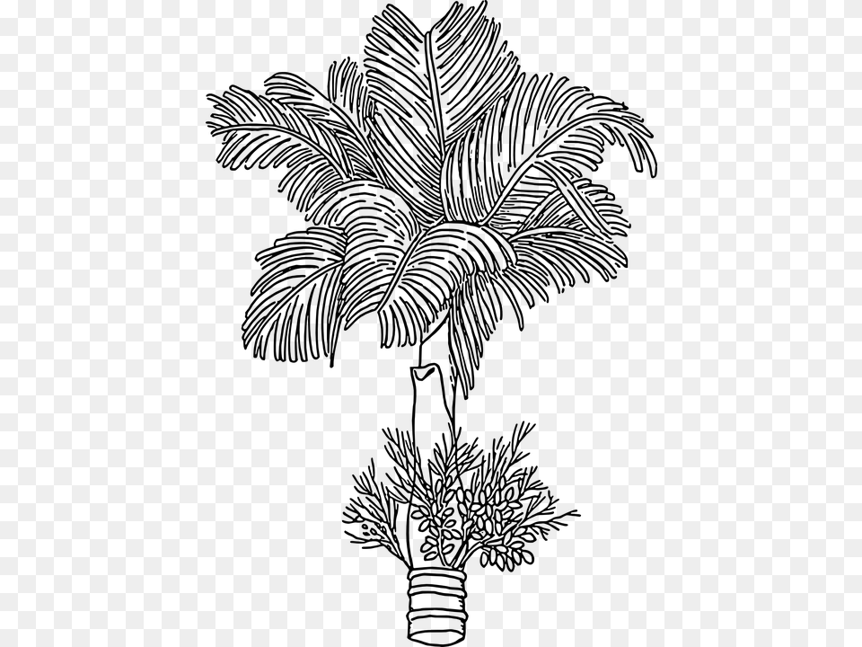Areca Nut Drawing, Gray Free Png Download