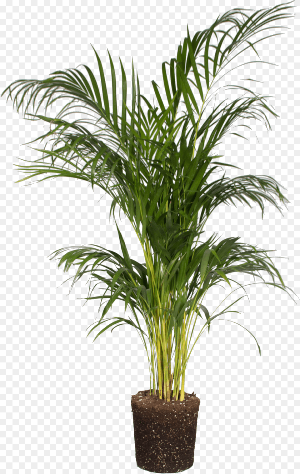 Areca Palm, Leaf, Palm Tree, Plant, Potted Plant Free Transparent Png