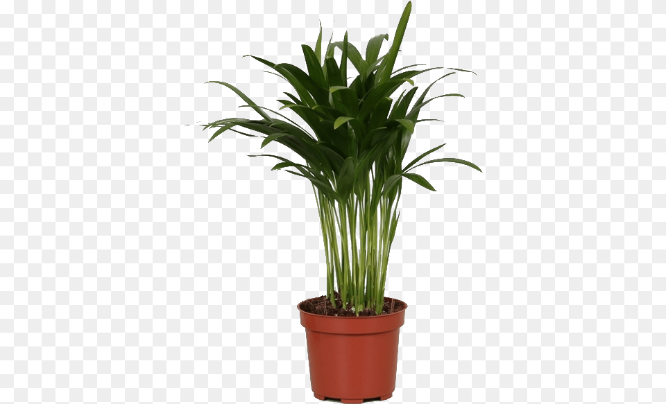 Areca Palm, Leaf, Palm Tree, Plant, Potted Plant Png Image