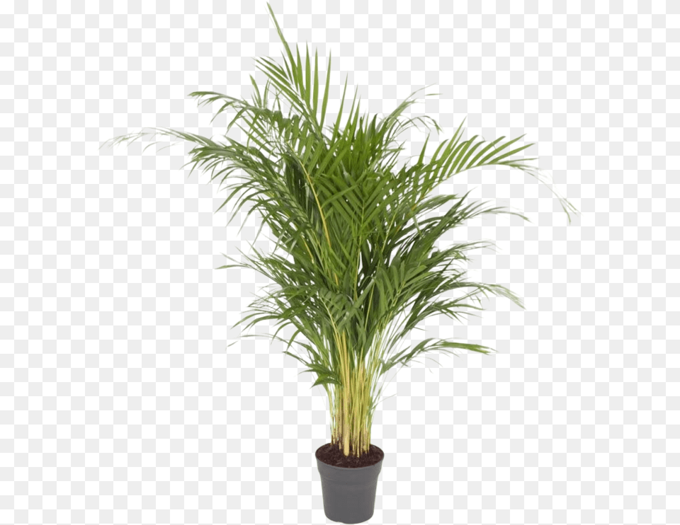 Areca Palm Dypsis Lutescens Dypsis Lutescens, Leaf, Palm Tree, Plant, Tree Png Image