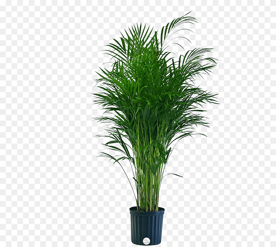 Areca Palm Home Depot, Palm Tree, Plant, Potted Plant, Tree Free Png