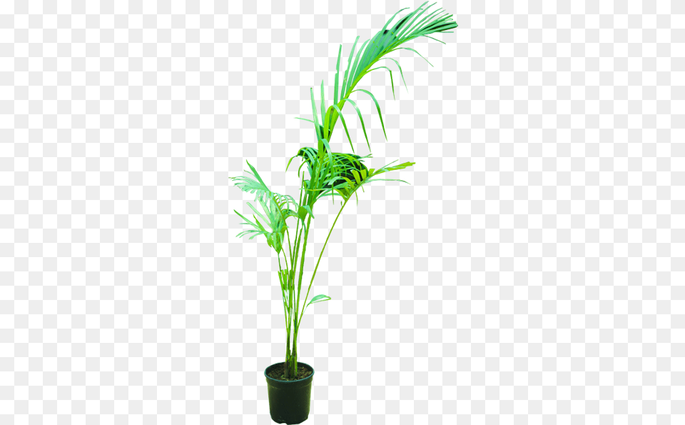 Areca Palm Houseplant, Leaf, Palm Tree, Plant, Tree Free Png Download