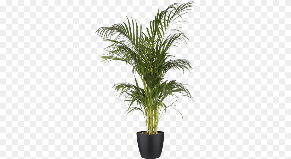 Areca Palm Transparent Background, Palm Tree, Plant, Potted Plant, Tree Png Image