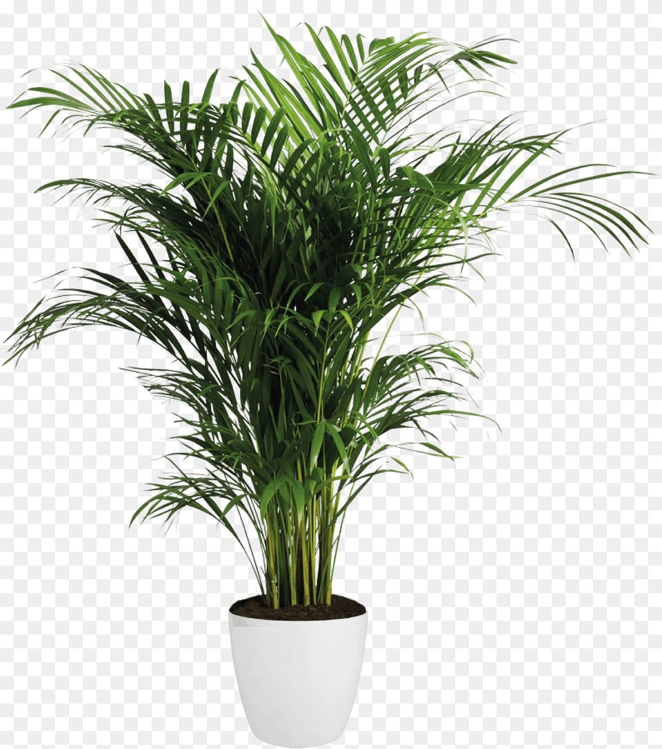 Areca Palm Background Indoor Plants, Palm Tree, Plant, Potted Plant, Tree Free Transparent Png