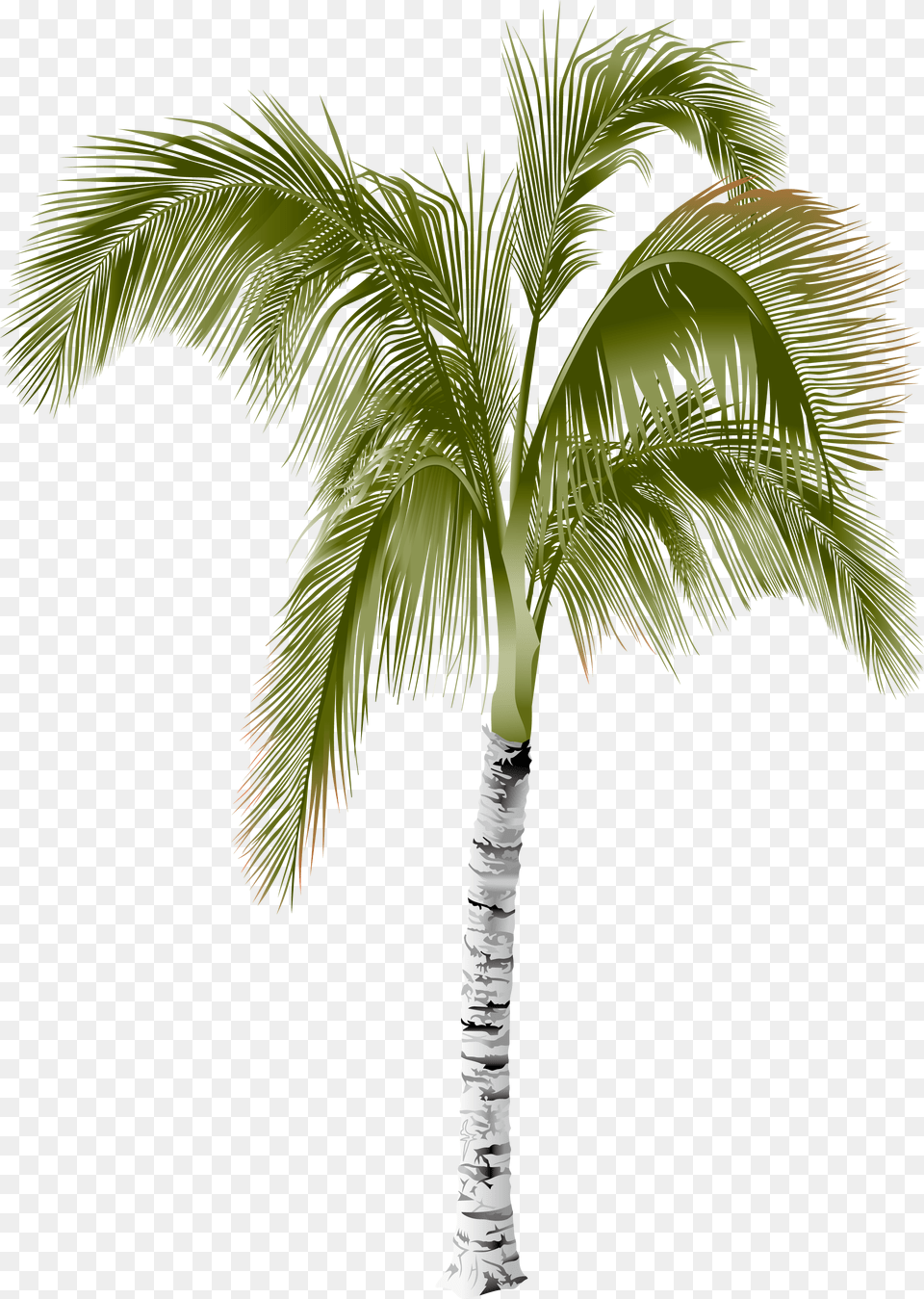 Arecaceae Areca Palm Tree Palm Tree, Palm Tree, Plant Png Image
