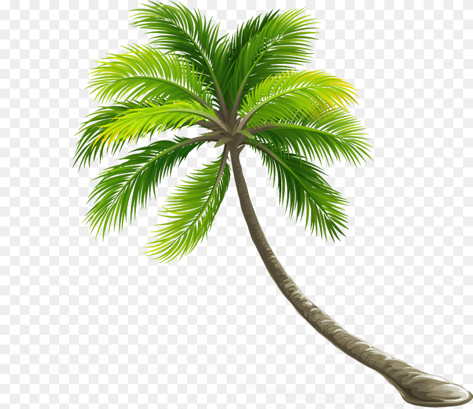 Arecaceae Coconut Leaf Tree Hd Image Clipart Coconut Tree Clipart, Palm Tree, Plant Png