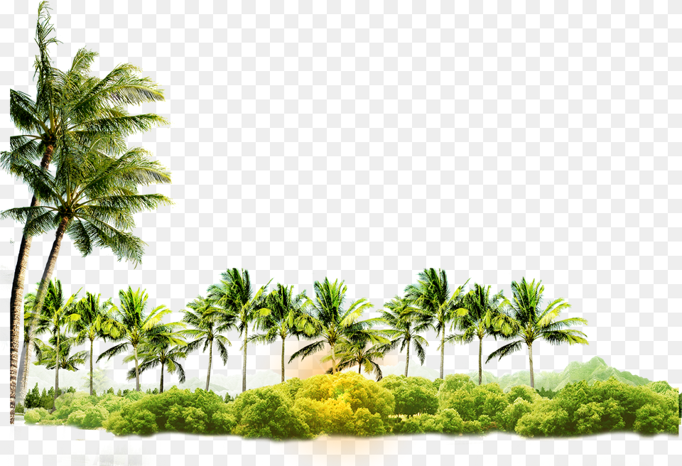 Arecaceae Coconut Tree Icon Coconut Tree With Coconut Hd, Plant, Outdoors, Nature, Tropical Free Png Download