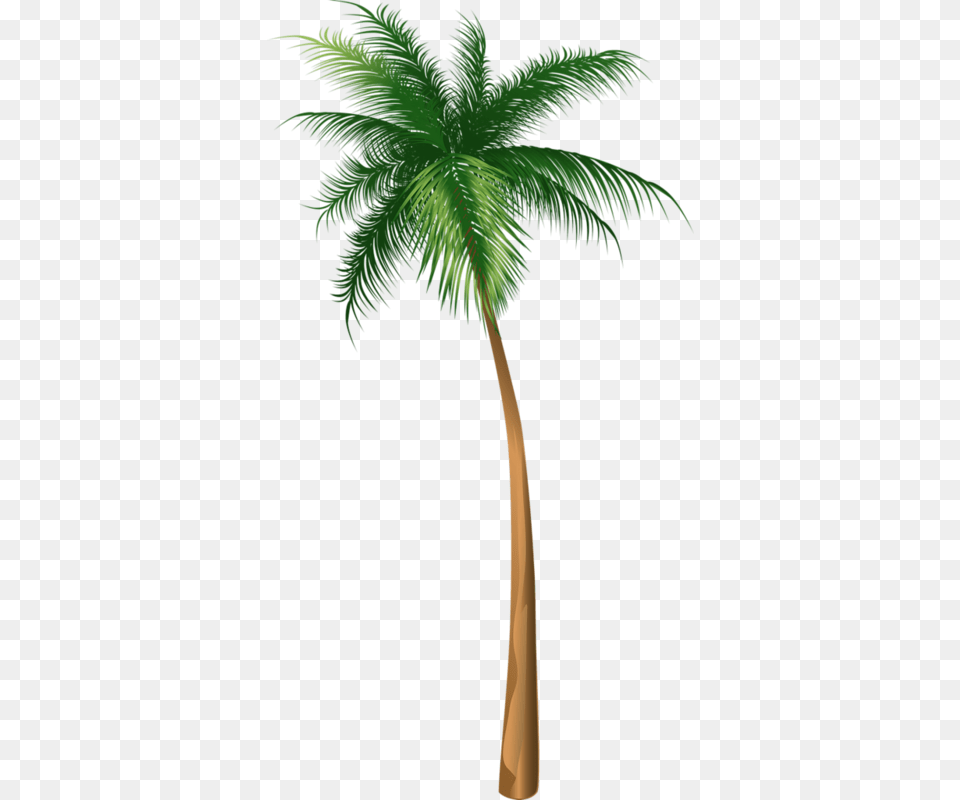 Arecaceae Coconut Tree Illustration Hq Palm Tree Illustration, Palm Tree, Plant Free Png Download