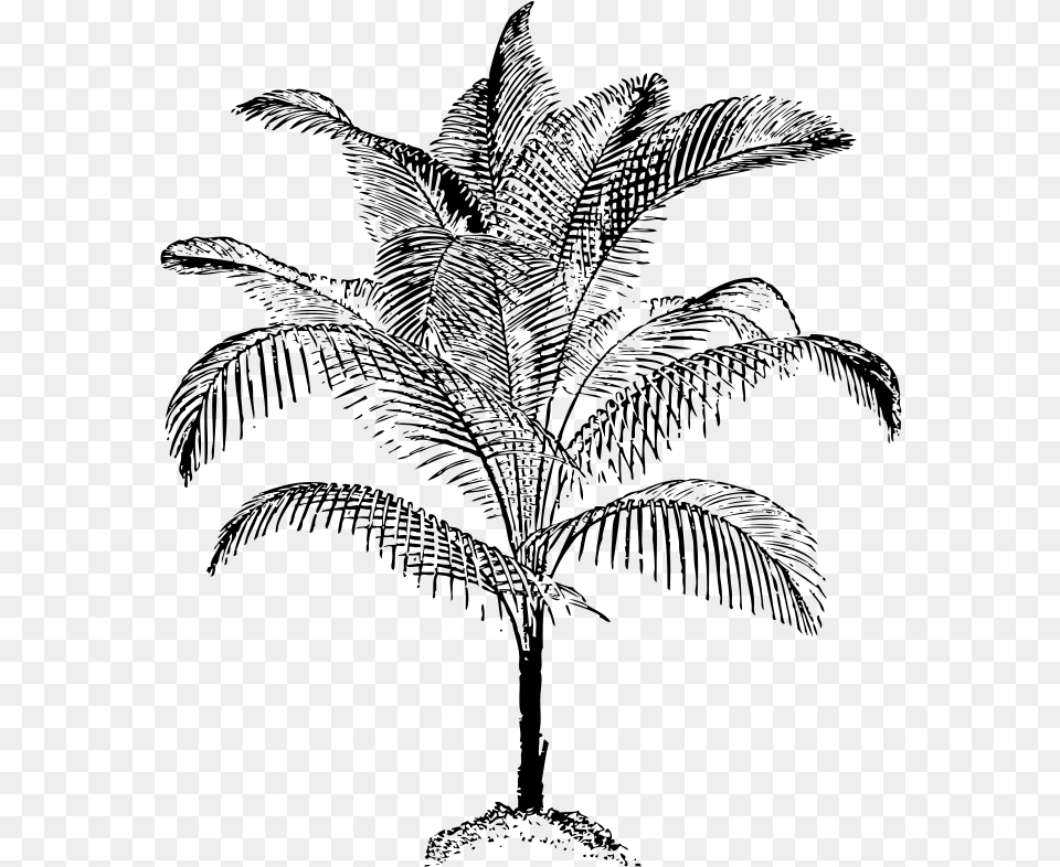 Arecaceae Coconut Tree Line Art Palm Vector, Gray Free Png