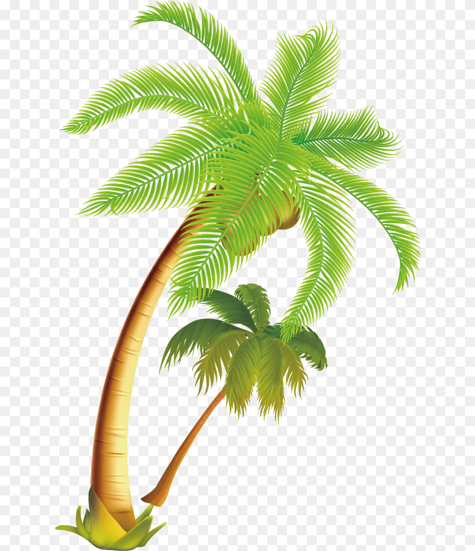Arecaceae Coconut Tropical Material Vector Coconut Tree, Leaf, Palm Tree, Plant, Fern Free Png Download