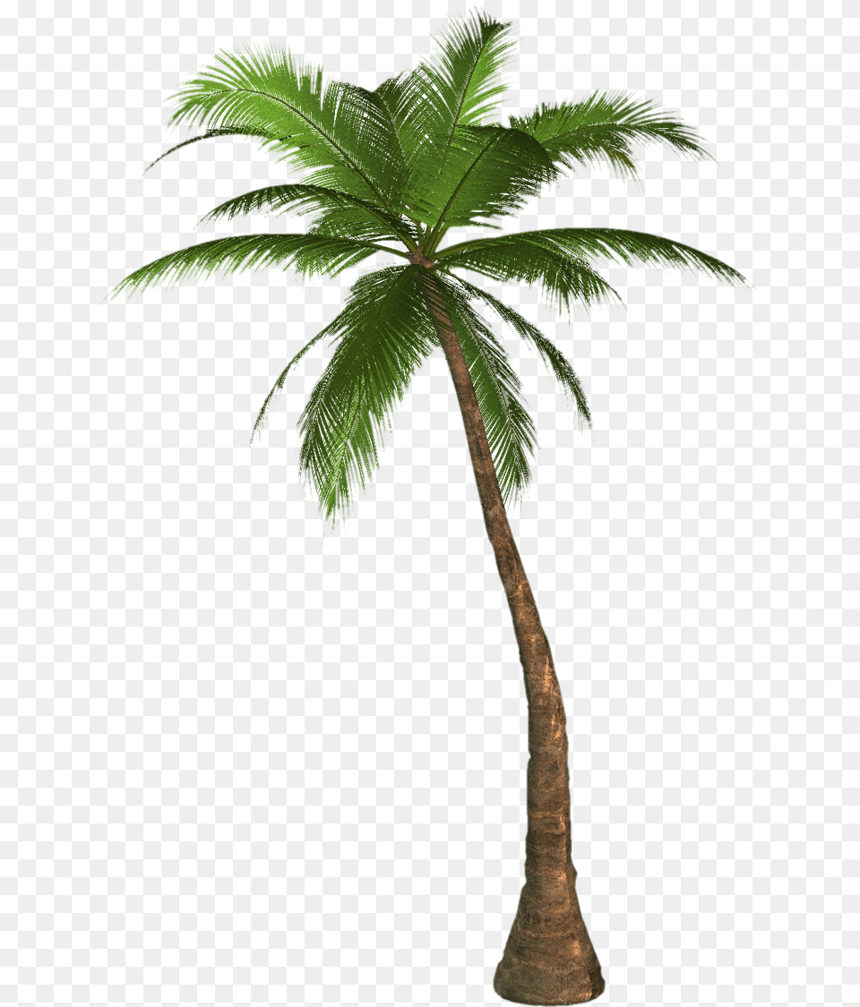 Arecaceae Desktop Wallpaper Tree Clip Art Palm Tree Background, Palm Tree, Plant, Leaf Png Image