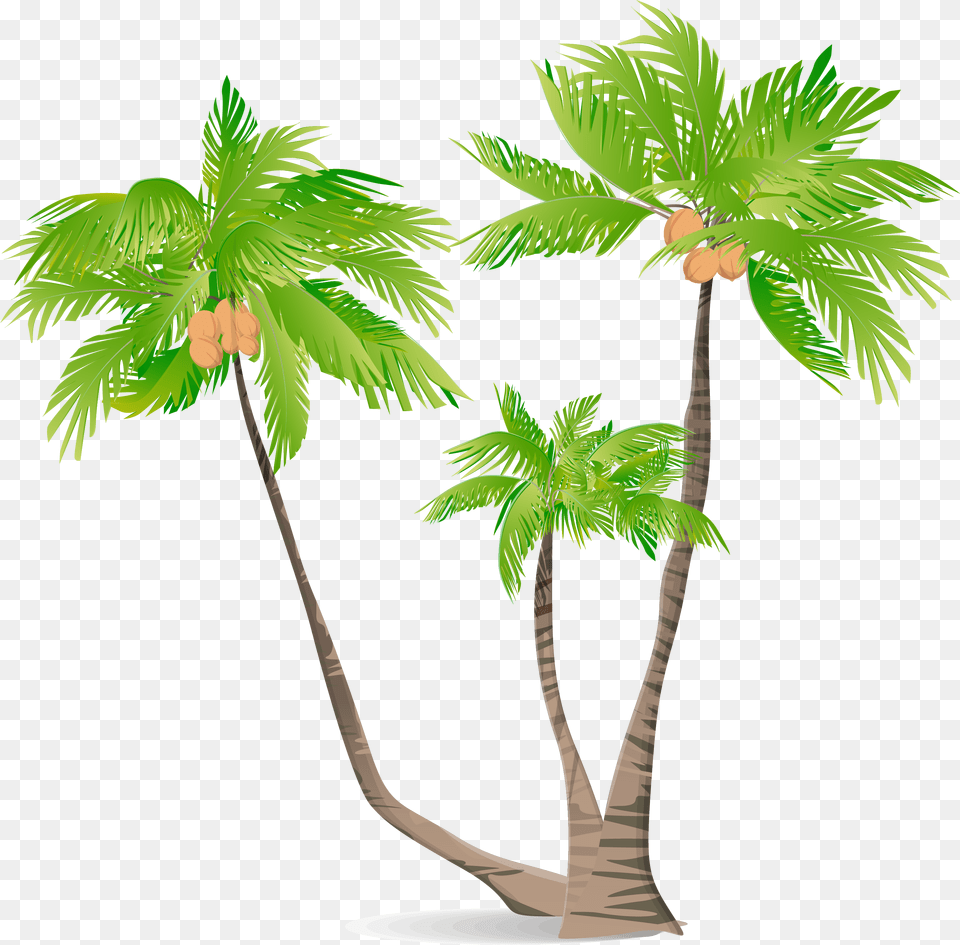 Arecaceae Green Coconut Illustration Illustration Coconut Tree, Palm Tree, Plant, Leaf Free Transparent Png