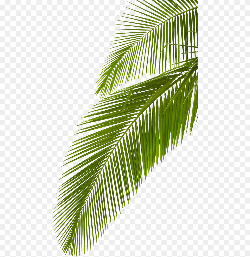 Arecaceae Leaf Stock Photography Palm Coconut Tree Leaves, Vegetation, Plant, Palm Tree, Green Png