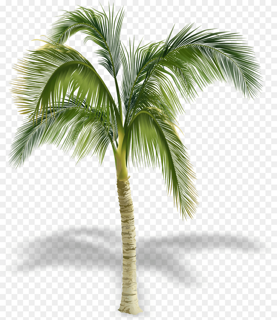 Arecaceae Stock Photography Tree Royalty Palm Tree, Palm Tree, Plant Png