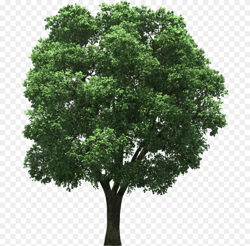 Arecaceae Top Tree Hd Image Clipart Tree For Post Production, Oak, Plant, Sycamore, Maple Free Transparent Png