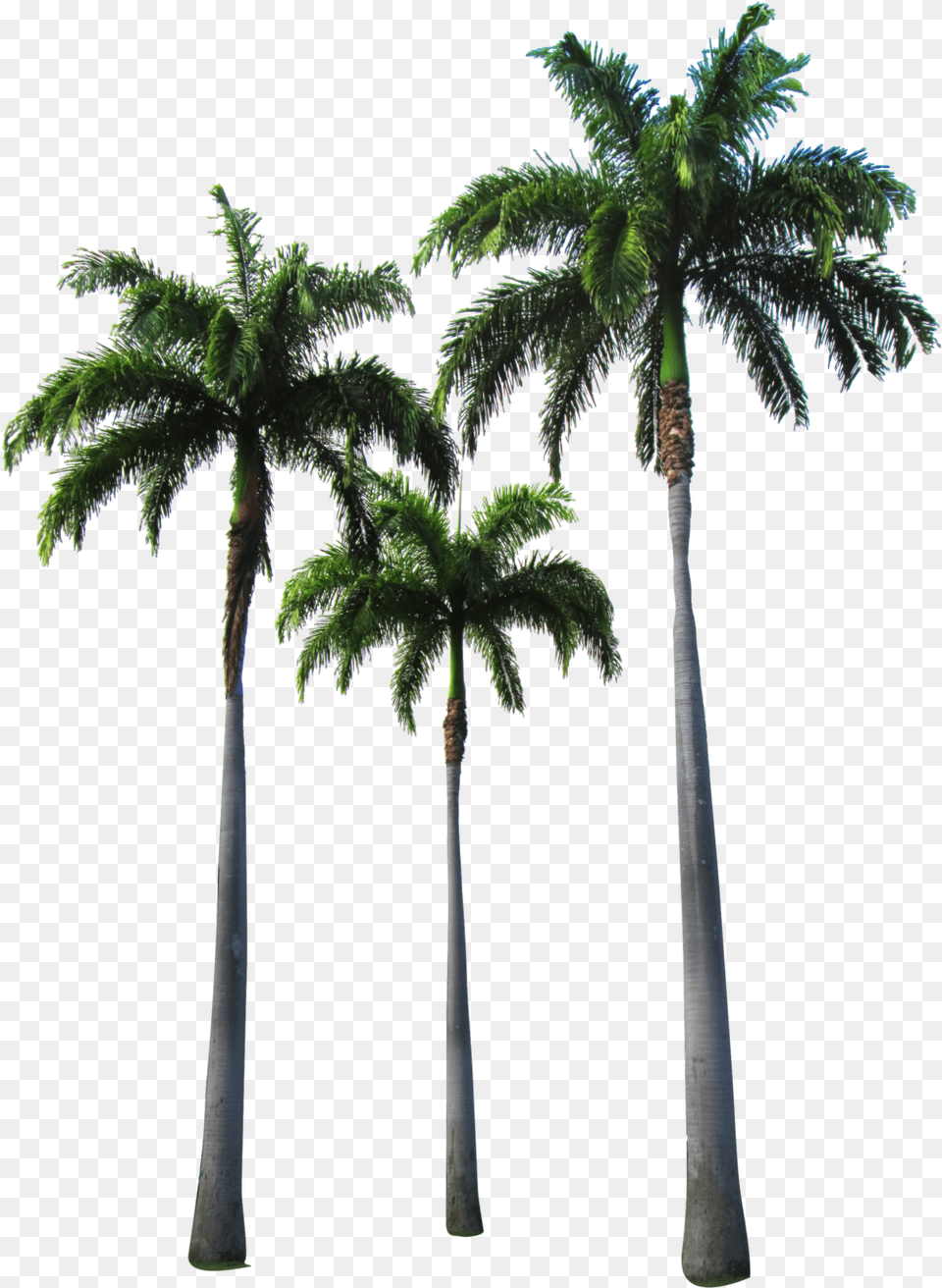 Arecaceae Tree Clip Art Hotline Miami Wallpaper Phone, Palm Tree, Plant Free Png Download