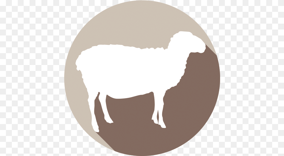 Argali, Animal, Livestock, Mammal, Sheep Free Png Download