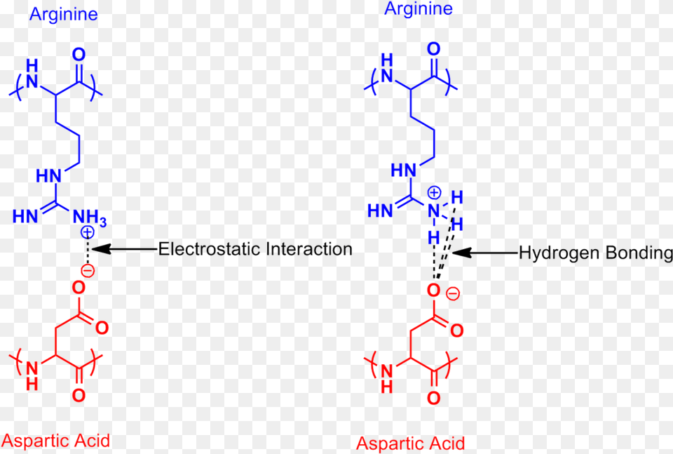 Arginine Aspartic Acid Salt Bridge Arginine And Aspartic Acid, Diagram Png