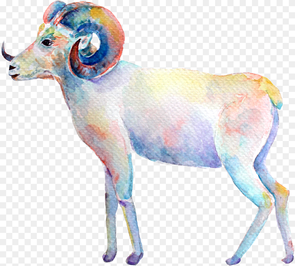 Aries New Moon Zazzle Aquarell Widder Ram Iphone 87 Hlle, Livestock, Animal, Mammal, Antelope Png